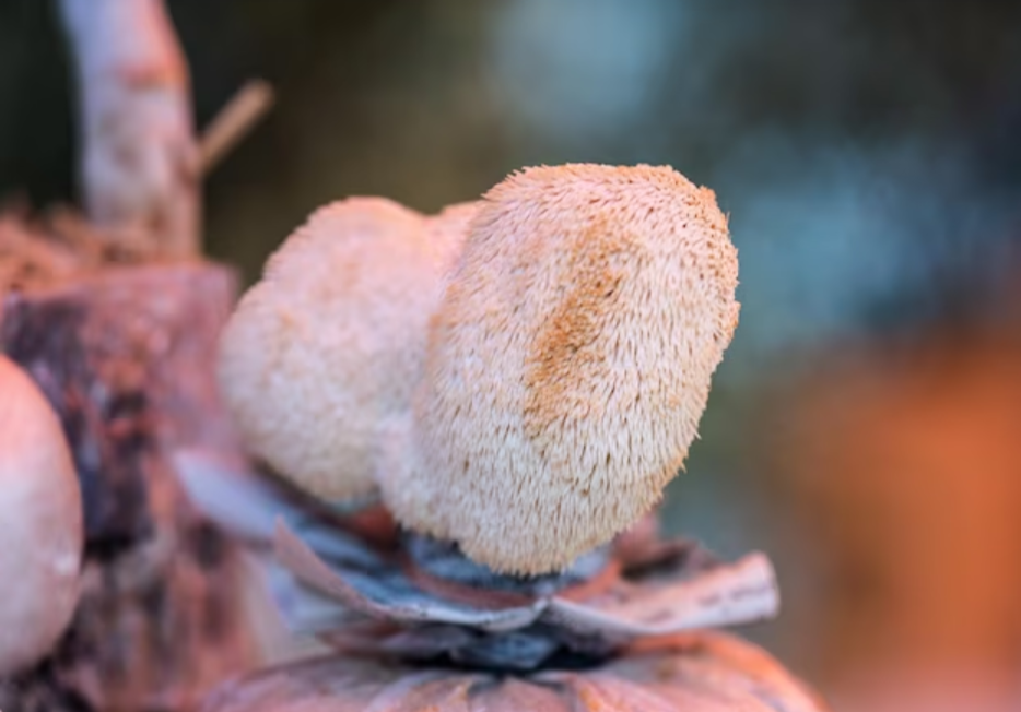 champignon hericium ericaneus, crinière de lion ou hydne hérisson